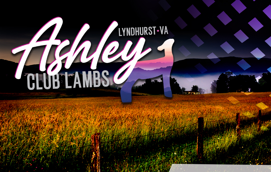 Ashley Club Lambs