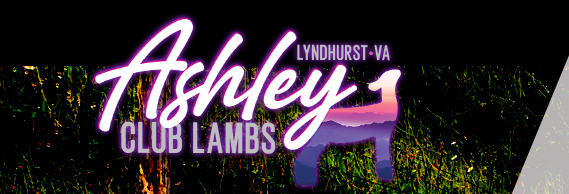 Ashley Club Lambs