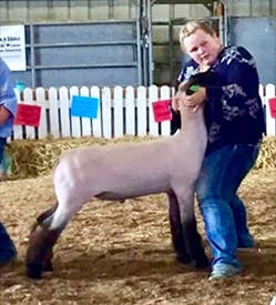 Ashley Club Lambs Winners