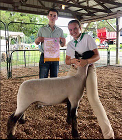 Ashley Club Lambs Winners