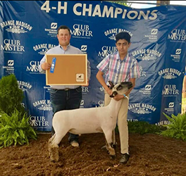Ashley Club Lambs Winners