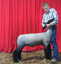 Ashley Club Lambs Winners