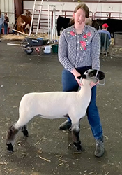 Ashley Club Lambs Winners