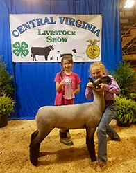 Ashley Club Lambs Winners